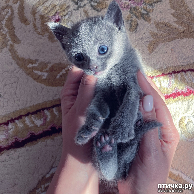фото 12: Котята русской голубой европейский тип с рождения