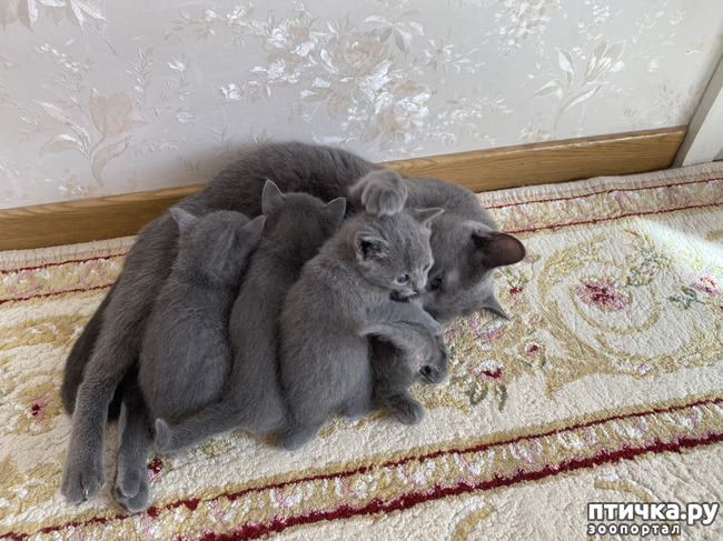 фото 11: Котята русской голубой европейский тип с рождения