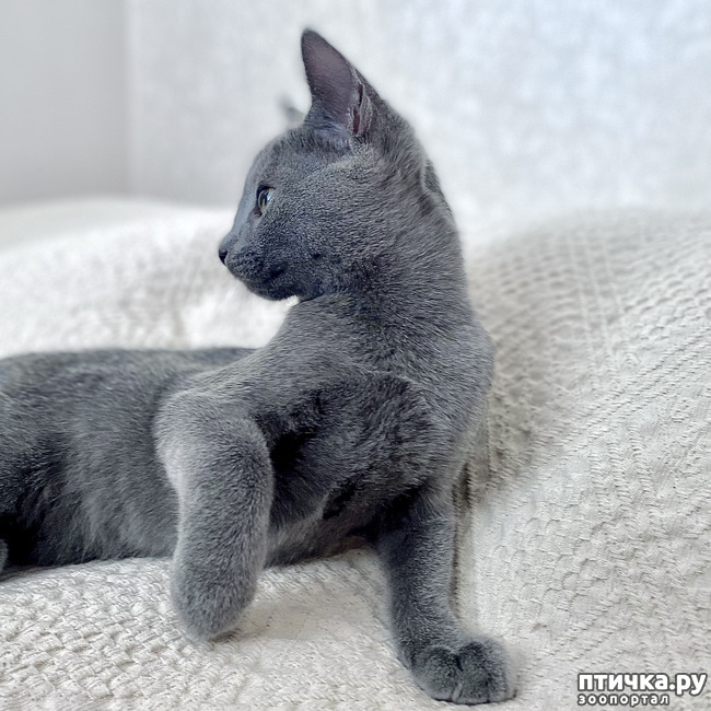 фото 38: Котята русской голубой европейский тип с рождения