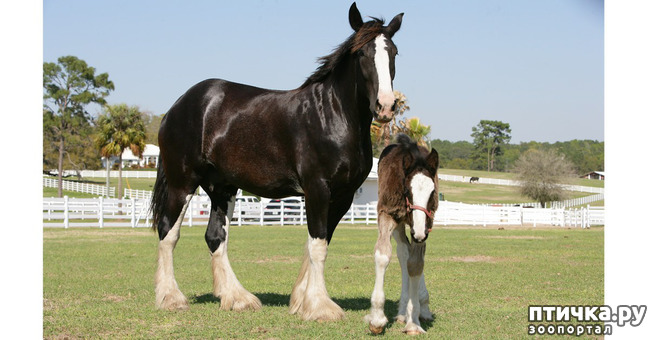 фото 2: Шайр - рекордсмен среди лошадей-великанов.