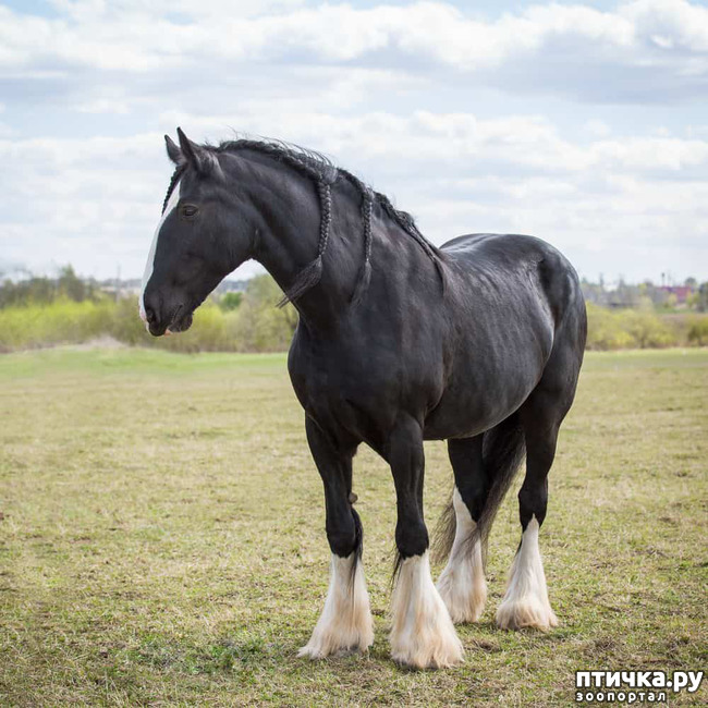 фото 4: Шайр - рекордсмен среди лошадей-великанов.