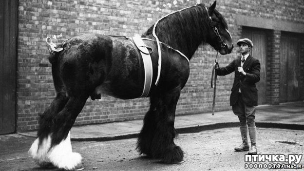 фото 5: Шайр - рекордсмен среди лошадей-великанов.