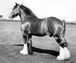 фото 6: Шайр - рекордсмен среди лошадей-великанов.