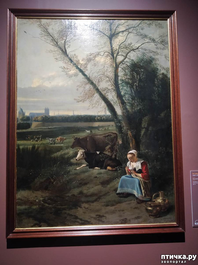 фото 10: Фламандское искусство и коровы.