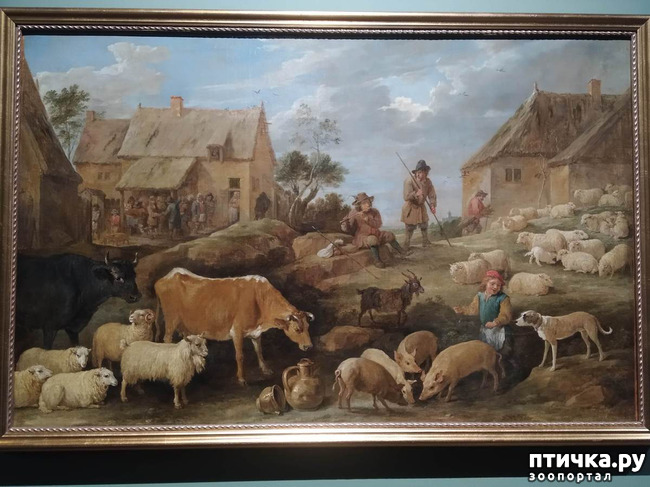 фото 5: Фламандское искусство и коровы.