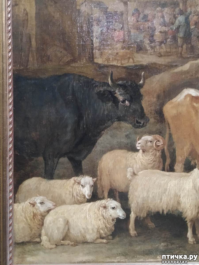 фото 6: Фламандское искусство и коровы.