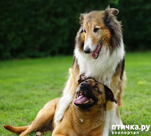 фото: Об этикете для владельцев собак женского пола.