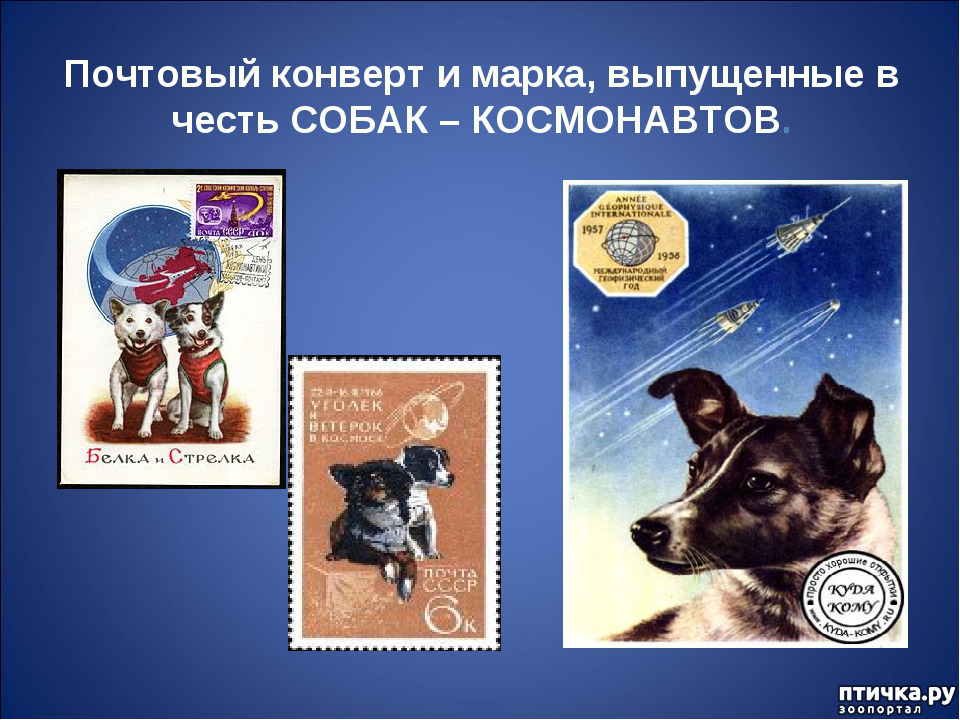 Какие конфеты первыми побывали в космосе. Собаки космонавты. Белка и стрелка в космосе марка. Почтовые марки белка и стрелка. Собаки космонавты лайка белка и стрелка.
