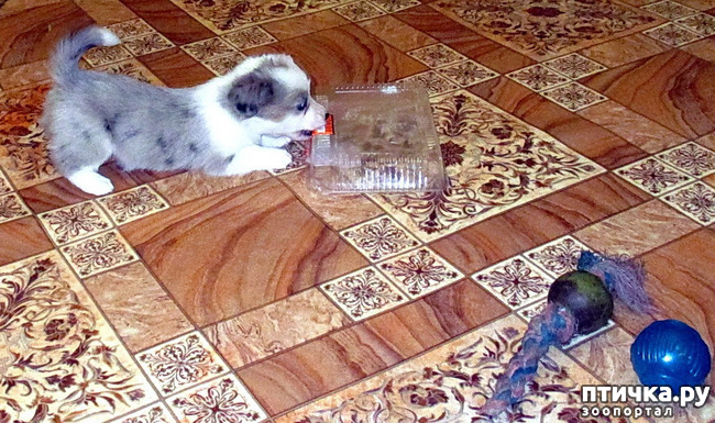  43:  