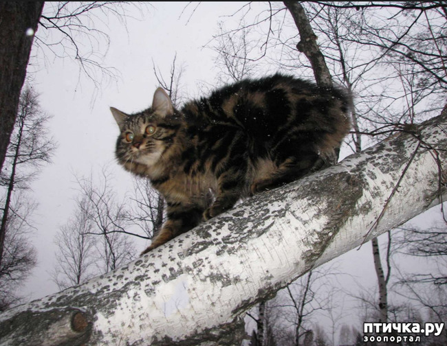 фото 2: Зимняя фотосессия