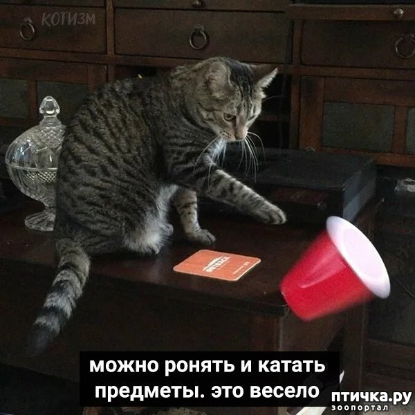  6:     (  ,   ...)