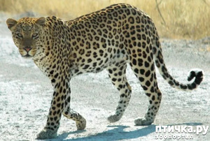 фото: Африканский леопард - убийца антилоп.