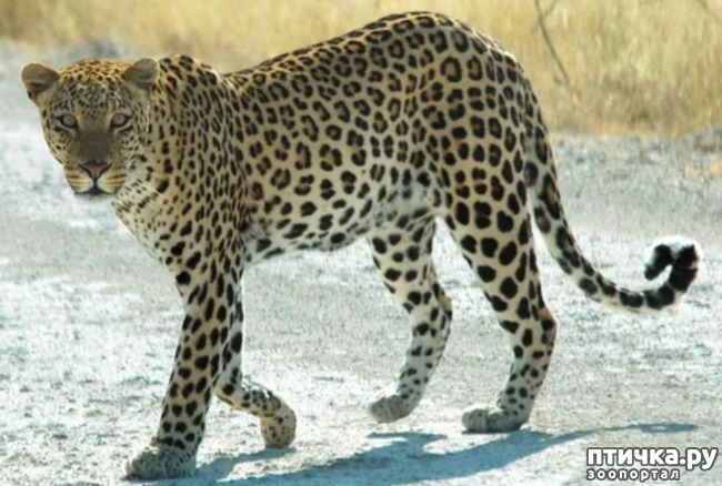 фото 1: Африканский леопард - убийца антилоп.