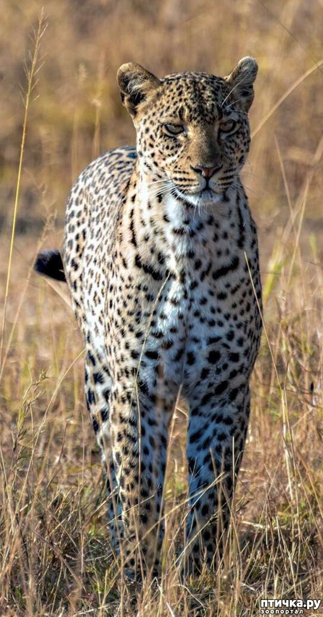 фото 3: Африканский леопард - убийца антилоп.