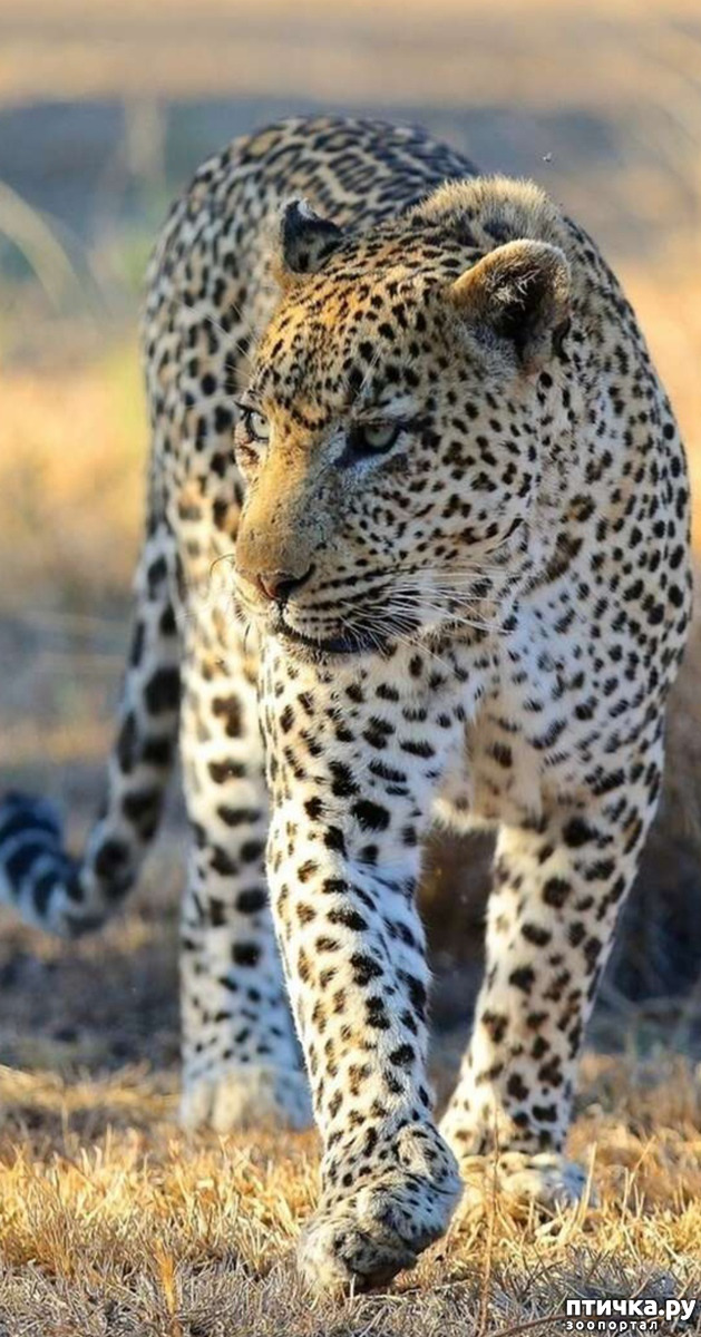 фото 2: Африканский леопард - убийца антилоп.