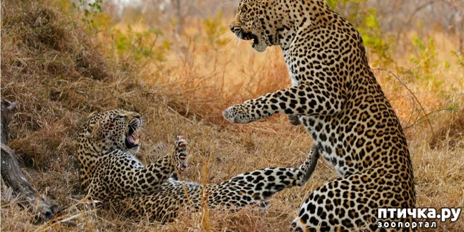 фото 4: Африканский леопард - убийца антилоп.