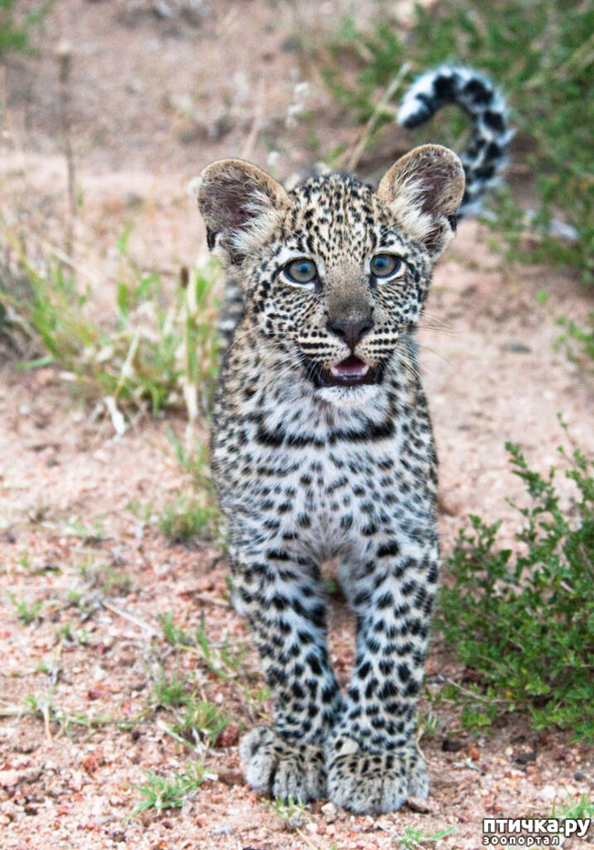 фото 5: Африканский леопард - убийца антилоп.