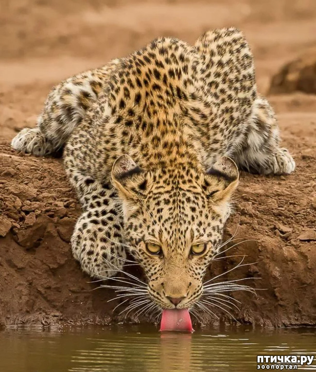 фото 6: Африканский леопард - убийца антилоп.
