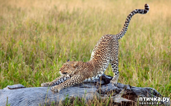 фото 7: Африканский леопард - убийца антилоп.