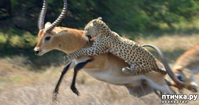фото 8: Африканский леопард - убийца антилоп.