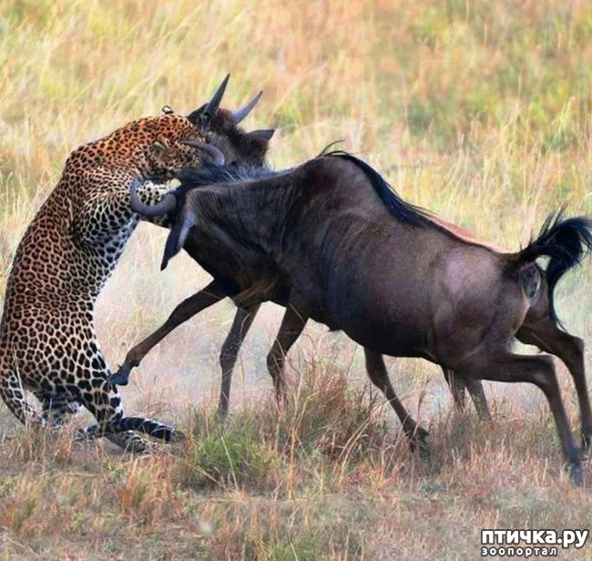 фото 9: Африканский леопард - убийца антилоп.