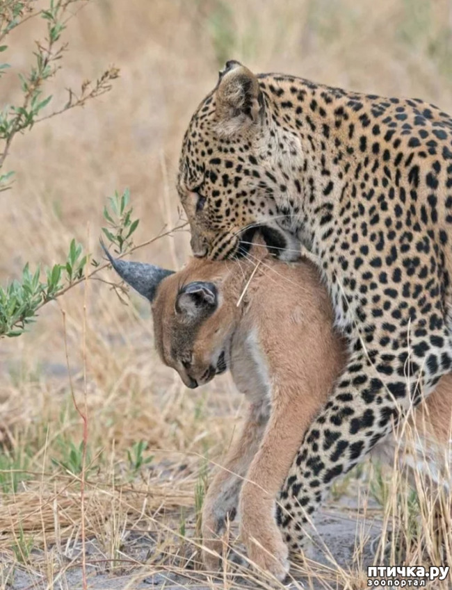 фото 10: Африканский леопард - убийца антилоп.