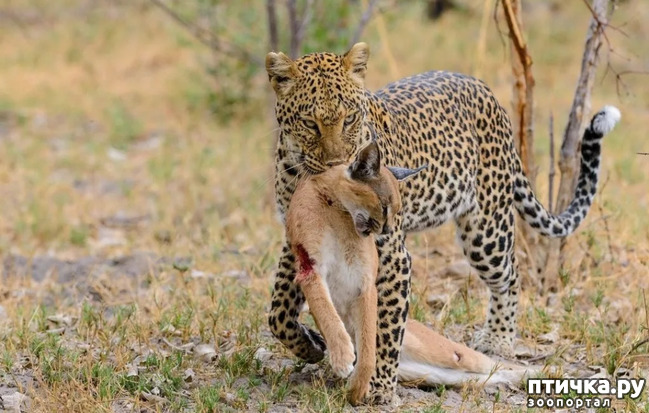 фото 11: Африканский леопард - убийца антилоп.
