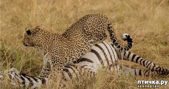 фото 12: Африканский леопард - убийца антилоп.