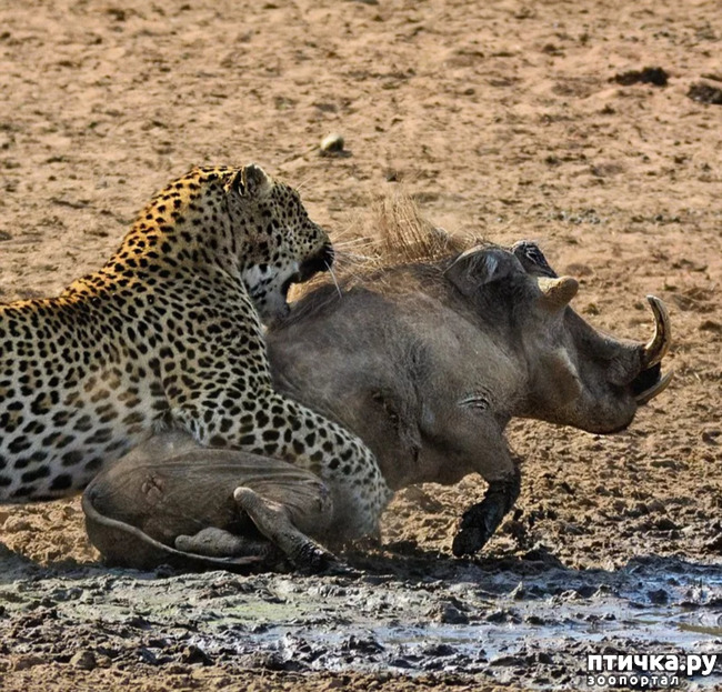 фото 13: Африканский леопард - убийца антилоп.