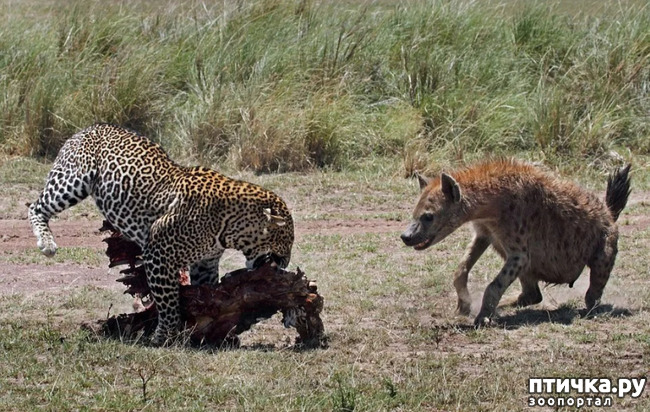 фото 16: Африканский леопард - убийца антилоп.