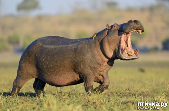 фото 3: Самое опасное животное Африки - бегемот