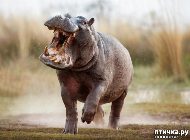 фото 9: Самое опасное животное Африки - бегемот