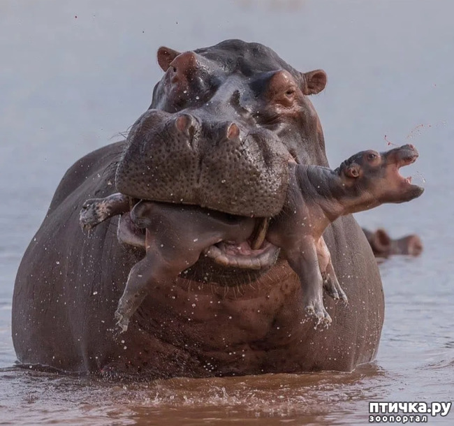 фото 13: Самое опасное животное Африки - бегемот