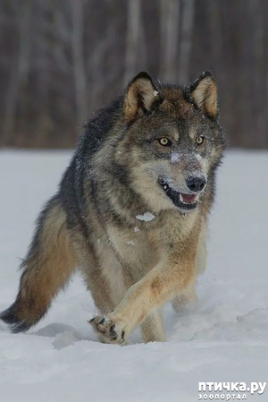 фото: Волки - крупные и жестокие звери