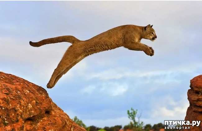 фото 5: Пума - ловкая кошка северной Америки
