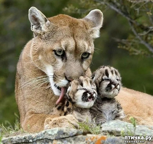 фото 6: Пума - ловкая кошка северной Америки