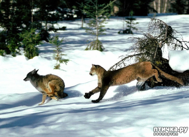 фото 10: Пума - ловкая кошка северной Америки