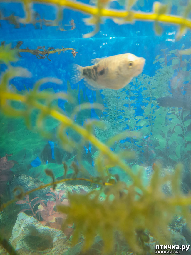 фото 4: Теперь про аквариум