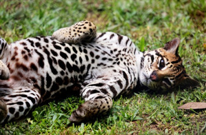 фото: Оцелот - злобная кошка южной Америки