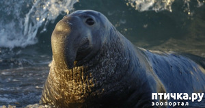 фото: Морской слон - самый крупный тюлень в мире