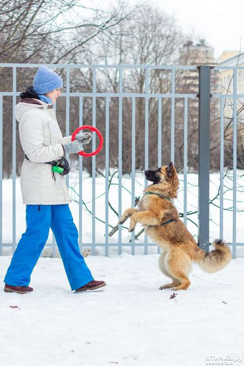фото 1: Пума - идеальная собака в добрые руки