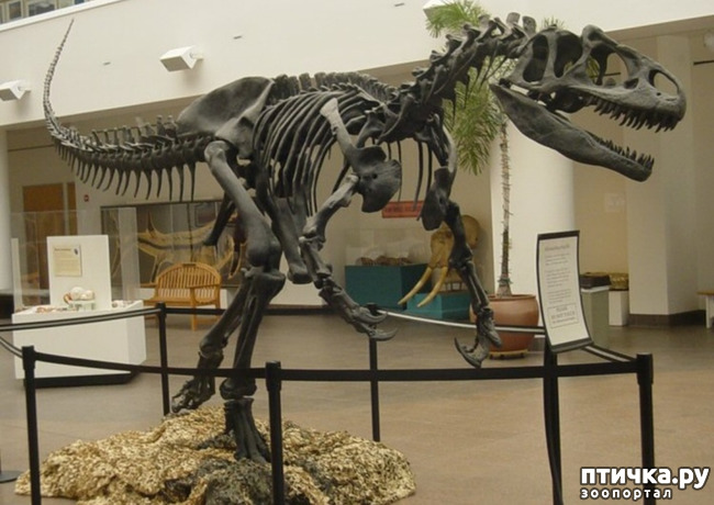 фото 1: Аллозавр - хищный динозавр юрского периода