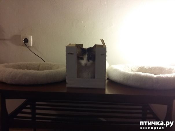 фото 4: Как кошки креативненько применяют подарки от своих хозяев