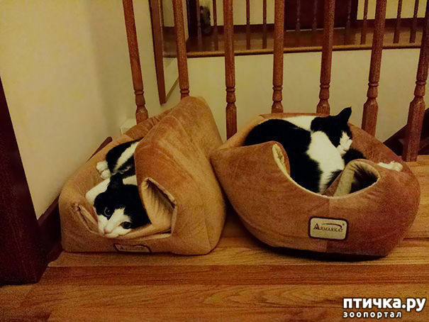 фото 6: Как кошки креативненько применяют подарки от своих хозяев