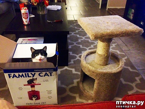 фото 8: Как кошки креативненько применяют подарки от своих хозяев