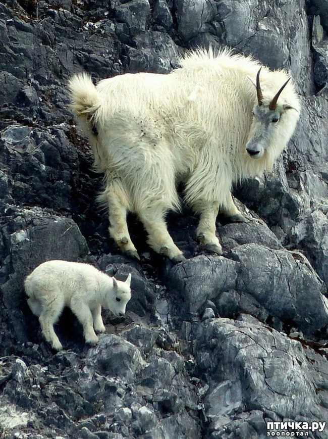 фото 6: Снежная коза - скалолаз северной Америки