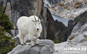 фото: Снежная коза - скалолаз северной Америки