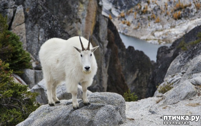 фото 1: Снежная коза - скалолаз северной Америки