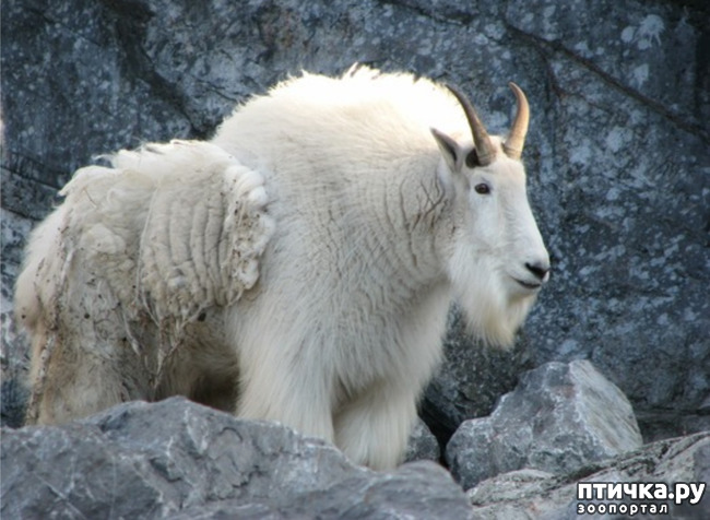 фото 3: Снежная коза - скалолаз северной Америки