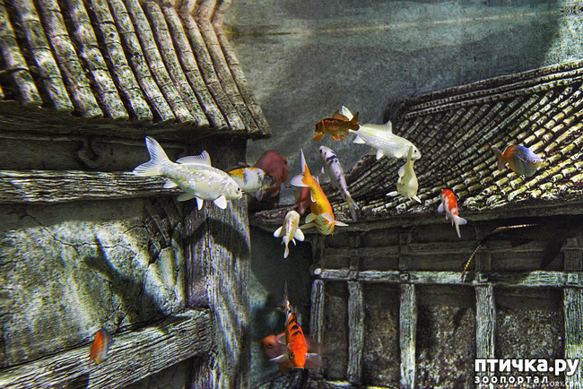  31:     
